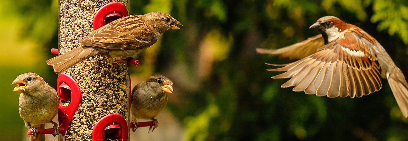 How to Set Up a Bird Feeder - Elk Supply