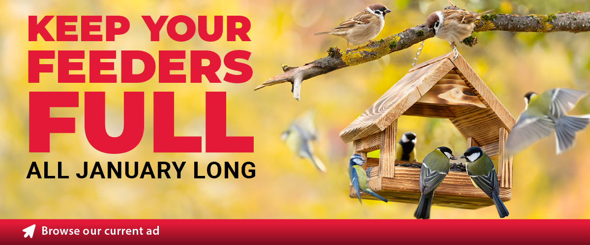 January Birding Essentials