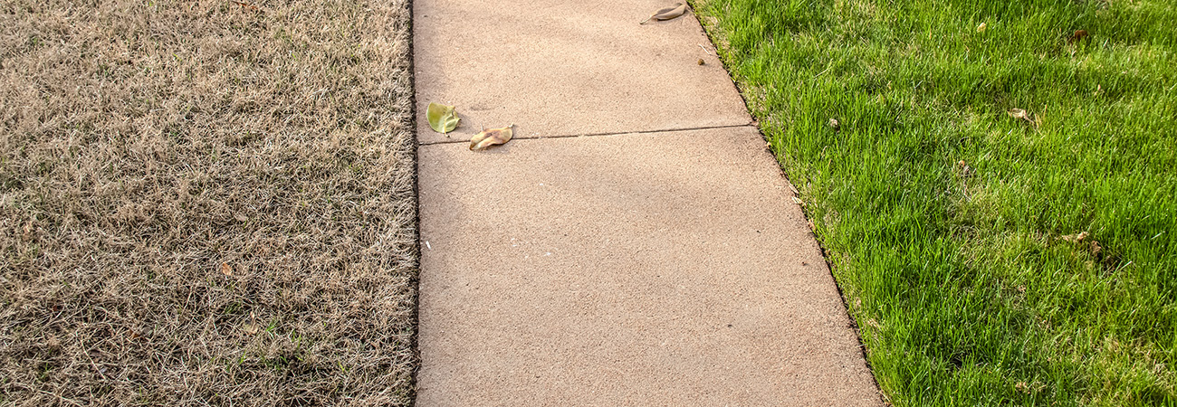 Restore a Thinning Lawn - Elk Supply